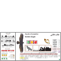 گونه عقاب طلایی Golden Eagle